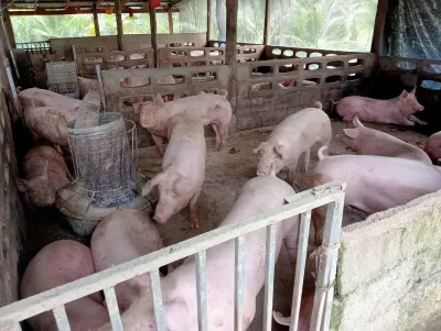 หมูเป็นแอดมิน